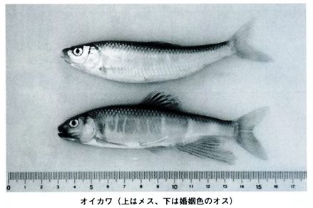 境川の魚たちの画像