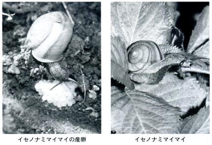 陸産貝類の画像