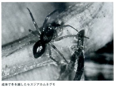 セスジアカムネグモの画像