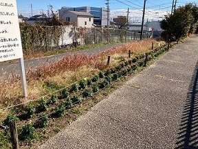 椎池公園花壇