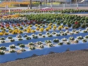 神明交差点花壇