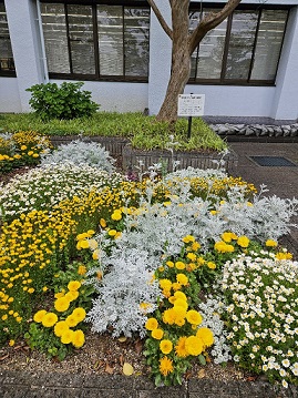 図書館花壇2