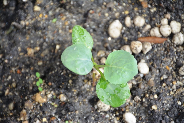 新しい芽がでた