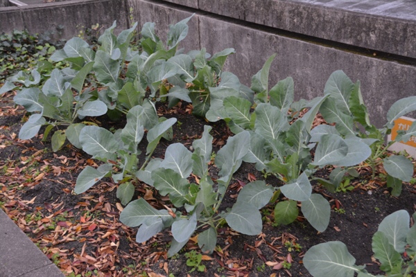 順調に成長中