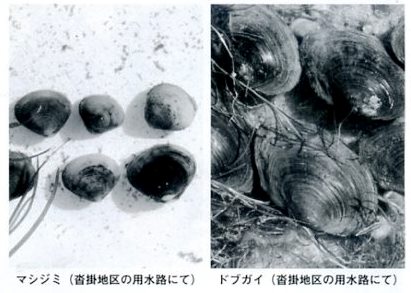 淡水貝類の画像