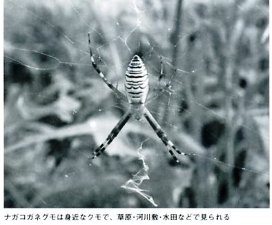 ナガコガネグモの画像