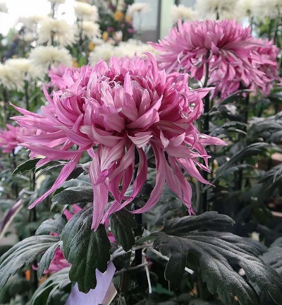 江戸菊