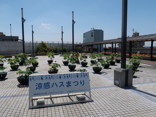 はすまつり