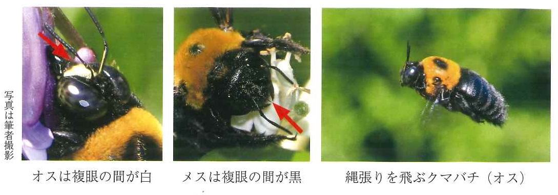 クマバチ写真