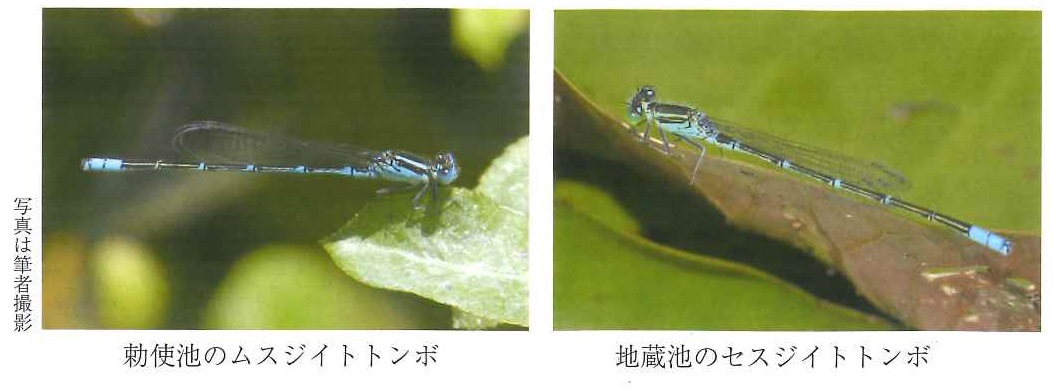 ムスジイトトンボとセスジイトトンボの写真