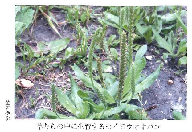 セイヨウオオバコ写真