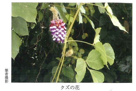 クズの花の写真