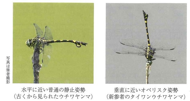 ウチワヤンマとタイワンウチワヤンマの写真