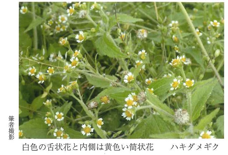 ハキダメギク写真