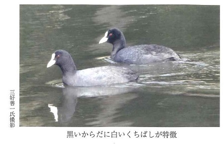 オオバン写真
