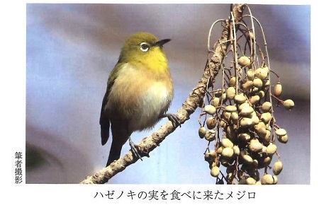 ハゼノキの実を食べに来たメジロの写真