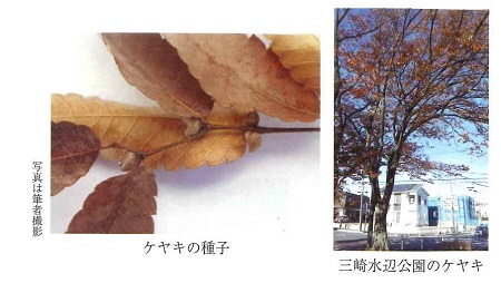 ケヤキの種子と三崎水辺公園のケヤキ写真