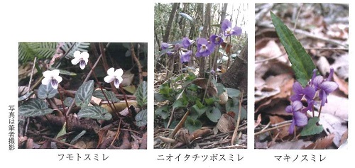 フモトスミレ　ニオイタチツボスミレ　マキノスミレ写真