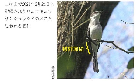 二村山で2021年3月24日に記録されたリュウキュウサンショウクイのメスと思われる個体の写真