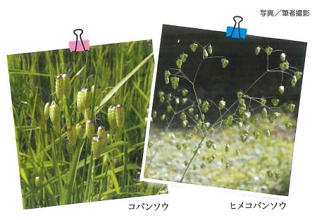 コバンソウとヒメコバンソウの写真