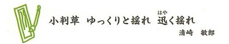 小判草　ゆっくりと揺れ　はやく揺れ　清崎敏郎俳句