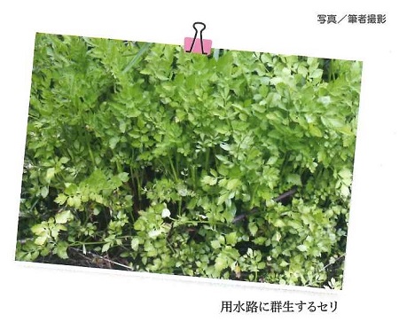 用水路に群生するセリの写真