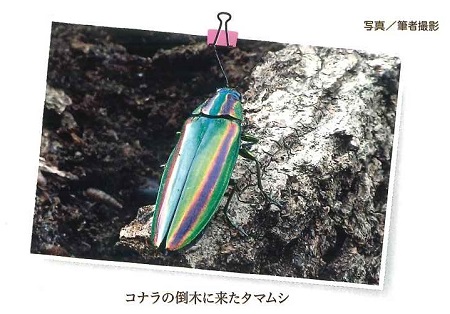 コナラの倒木に来たタマムシの写真