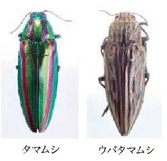 タマムシとウバタマムシの写真