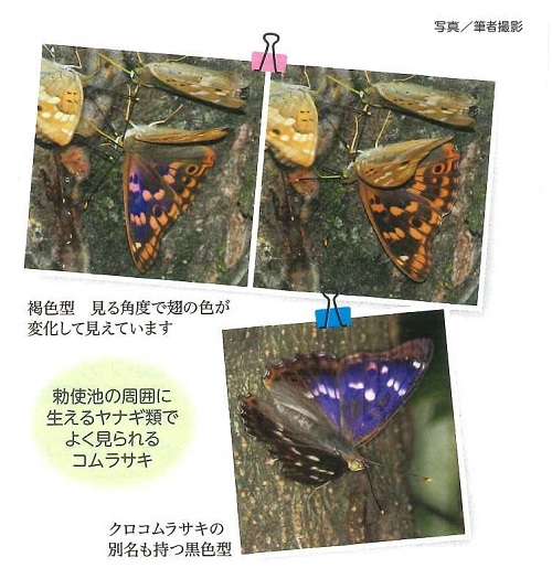 勅使池の周囲に生えるヤナギ類でよく見られるコムラサキ写真