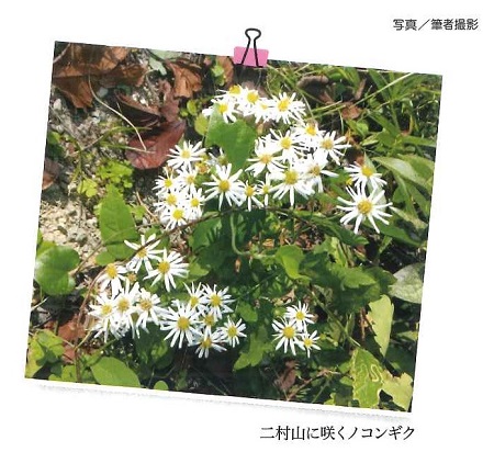 二村山に咲くノコンギク写真