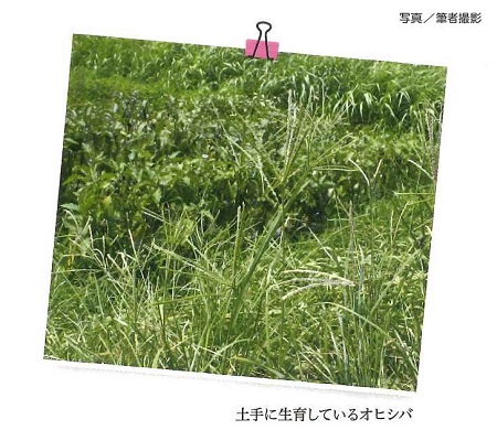 土手に生育しているオヒシバ写真