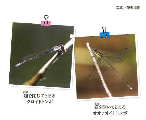 翅を閉じてとまるクロイトトンボと翅を開いてとまるオオアオイトトンボ写真