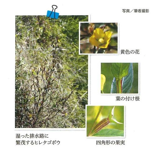 湿った排水路に繁茂するヒレタゴボウの写真