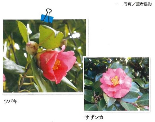 ツバキとサザンカの写真