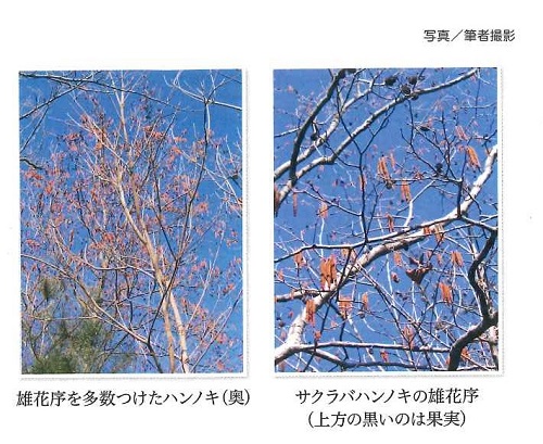 ハンノキとサクラバハンノキの雄花序の写真