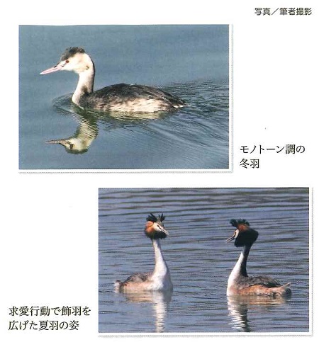 カンムリカイツブリ写真