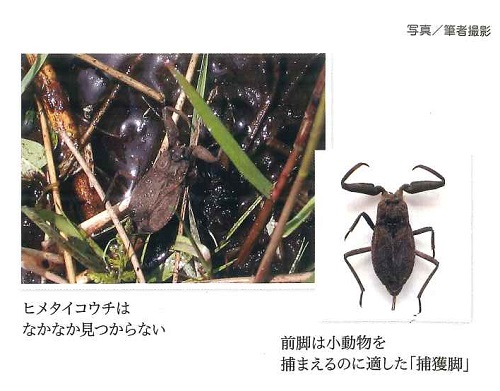 ヒメタイコウチ写真