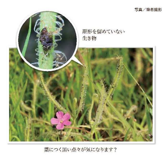 ナガバノイシモチソウについた黒い点々写真