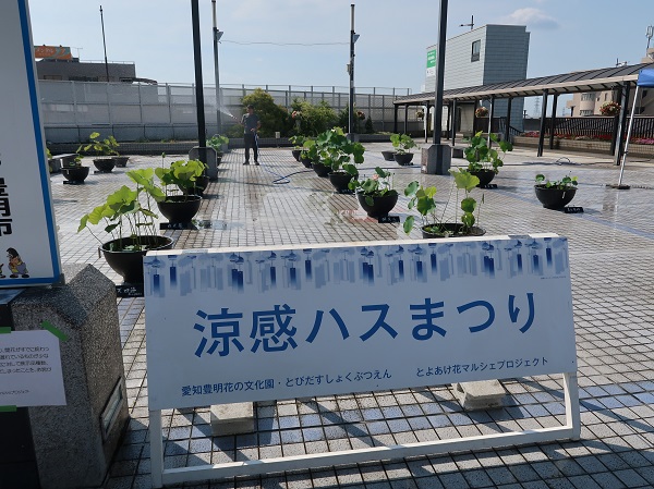 ハスまつり