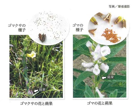 ゴマクサの花と蒴果 ゴマの花と蒴果写真