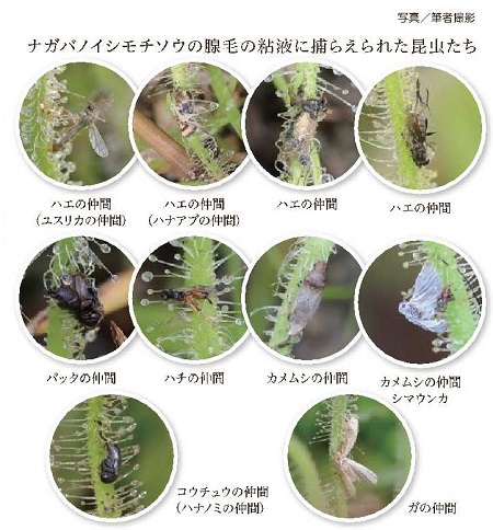 ナガバノイシモチソウの腺毛に捕らえられた昆虫たちの写真