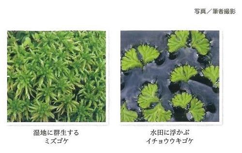 ミズゴケとイチョウウキゴケの写真