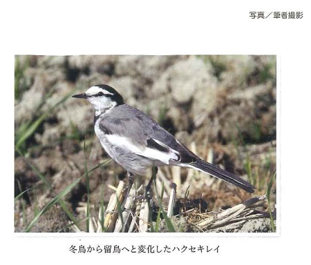 冬鳥から留鳥へと変化したハクセキレイ写真