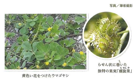 ウマゴヤシ写真