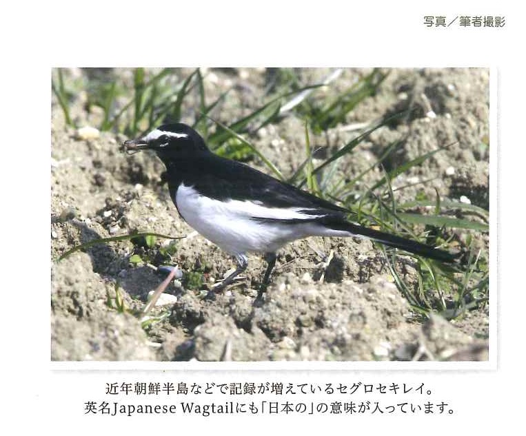 セグロセキレイ写真