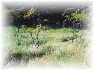 大狭間湿地の画像