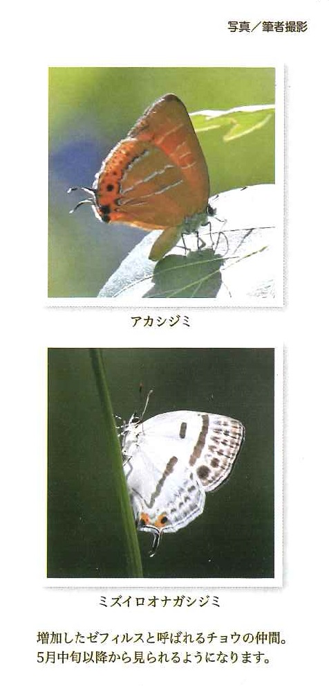 アカシジミ、ミズイロオナガシジミ写真