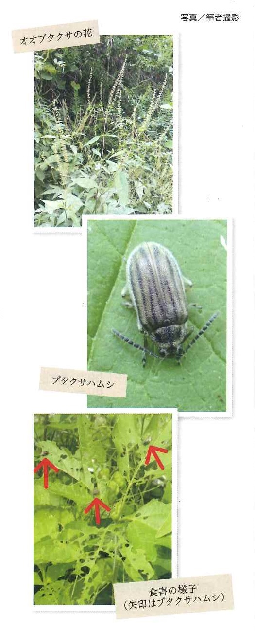 オオブタクサの花とブタクサハムシの写真