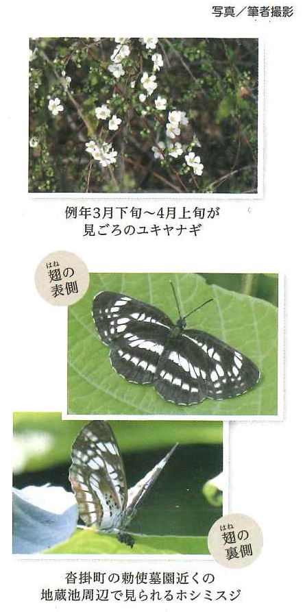 ユキヤナギ ホシミスジ 写真