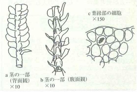 アカウロコゴケの茎の一部と葉緑部の細胞の図